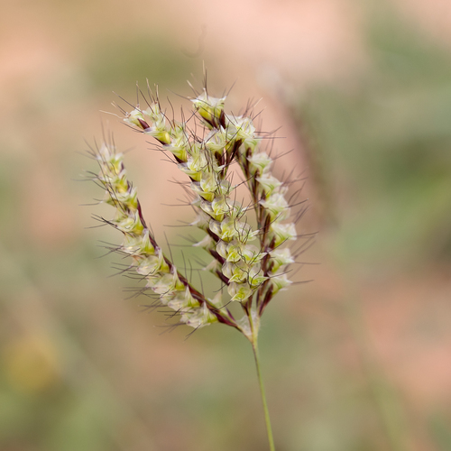 Oxychloris scariosa · iNaturalist