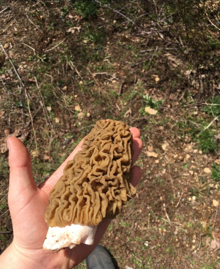 morels and allies from W Katella Ave, Anaheim, CA, US on August 12