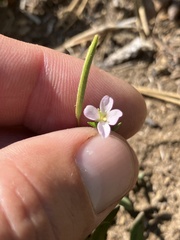 Epilobium hallianum