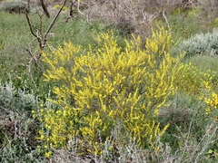 Acacia colletioides