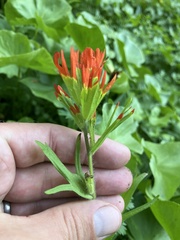 Castilleja suksdorfii