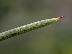 Acacia colletioides