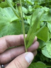 Castilleja suksdorfii