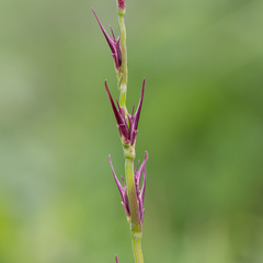 Uranthoecium truncatum