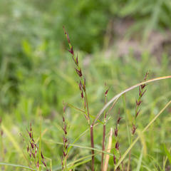 Uranthoecium truncatum