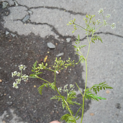 Sphallerocarpus gracilis