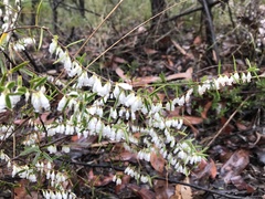 Styphelia biflora
