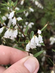Styphelia biflora