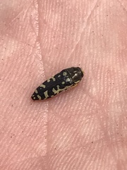 Acmaeodera solitaria