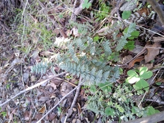Cheilanthes hypoleuca