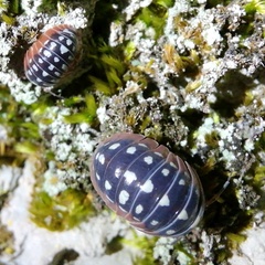 Armadillidium klugii