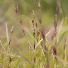 Uranthoecium truncatum