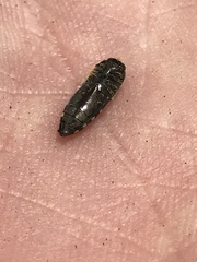 Acmaeodera solitaria