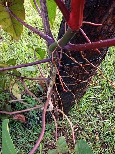 Philodendron erubescens