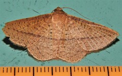 Striglina cinnamomea