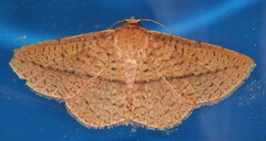 Striglina cinnamomea