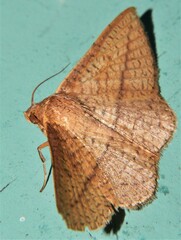 Striglina cinnamomea