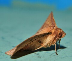 Striglina cinnamomea