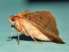 Striglina cinnamomea