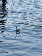 Chroicocephalus ridibundus