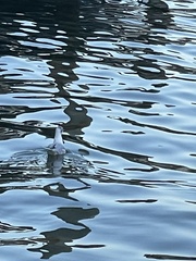 Chroicocephalus ridibundus