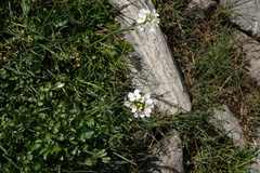 Cardamine uliginosa