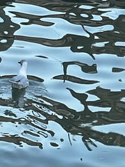 Chroicocephalus ridibundus