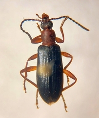 Statira pluripunctata