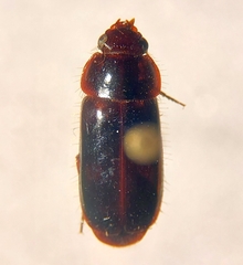 Pseudomorpha