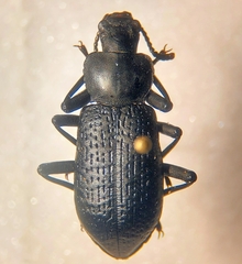 Iphthiminus lewisii