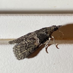 Satole ligniperdalis