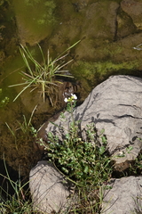 Cardamine uliginosa