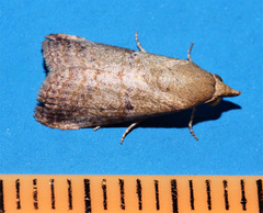 Gyrtothripa pusilla