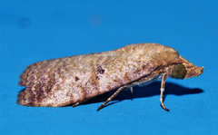 Gyrtothripa pusilla