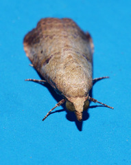 Gyrtothripa pusilla