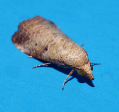 Gyrtothripa pusilla