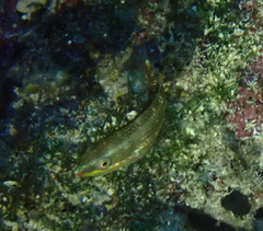 Stethojulis bandanensis