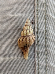 Marmorofusus philippii