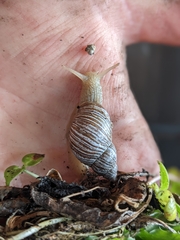 Bothriembryon tasmanicus