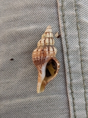 Marmorofusus philippii