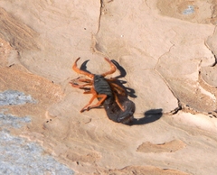 Parabuthus villosus
