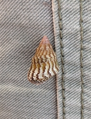 Prothalotia lehmanni