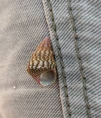 Prothalotia lehmanni