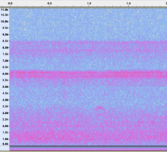 Pheucticus ludovicianus