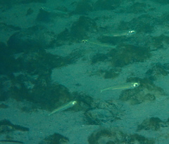 Atherinomorus lacunosus