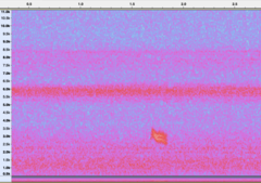 Hylocichla mustelina