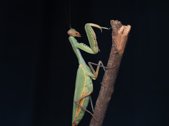 Sphodropoda quinquedens