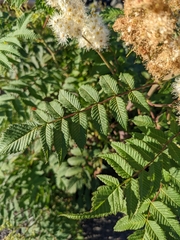 Sorbaria sorbifolia