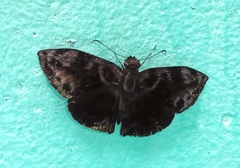 Ebrietas osyris