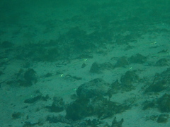 Atherinomorus lacunosus